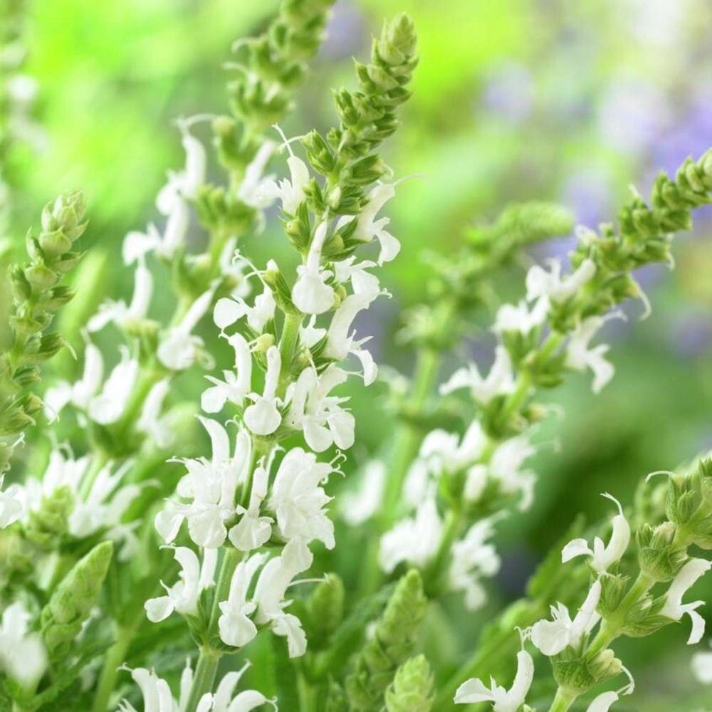 Stäppsalvia 'Schneehügel'